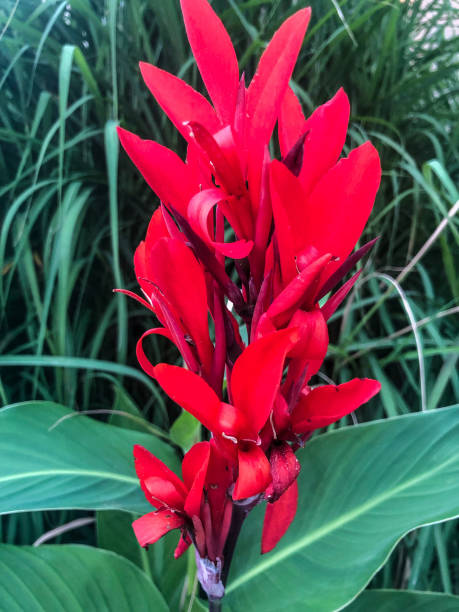 istock Bright red flower in flower garden 1170419989