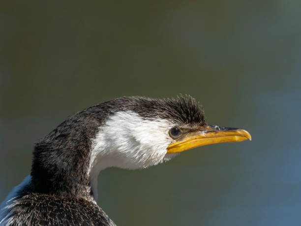 istock Little Pied Cormorant (Microcarbo melanoleucos) race 