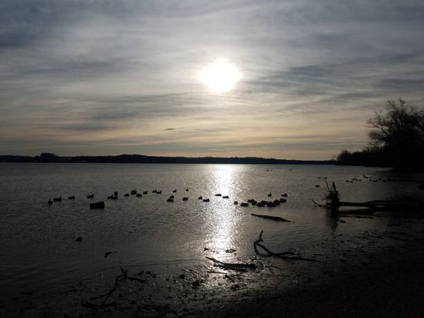 istock ducks and geese and birds on Potomac river during sunset 1170422061