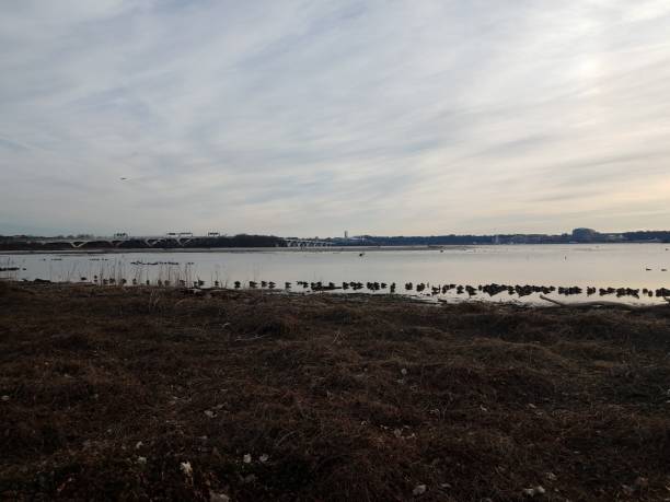 istock birds on the Potomac river and Wilson bridge 1170422093