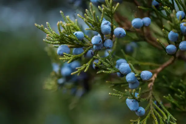 Bunch of juniper berries on a green branch in autumn