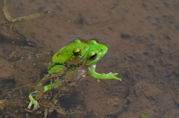 istock Rhacophorus schlegelii 1170423207