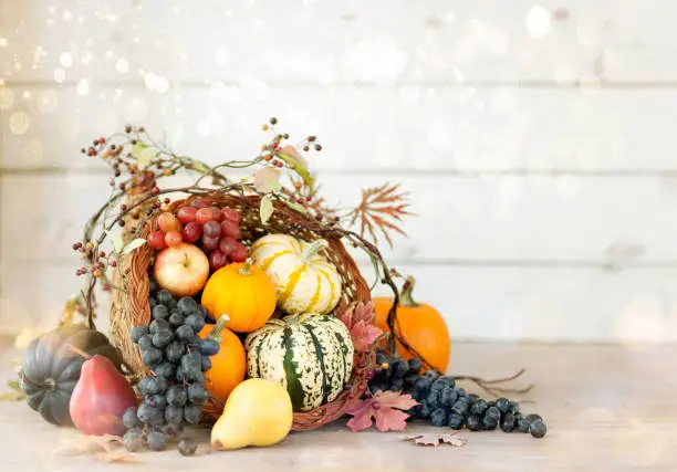 Autumn Thanksgiving cornucopia on a rustic white wood background. Very shallow depth