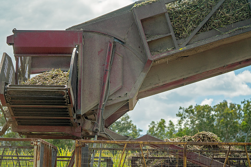 Harvested sugar cane being tipped into bins to take to the sugar mill refinery to be crushed, Australia