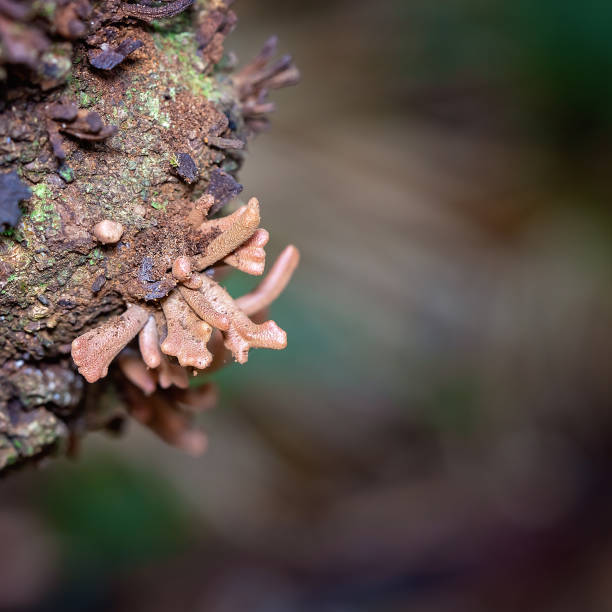 istock Tropical Fungus On A Tree Trunk 1170425119