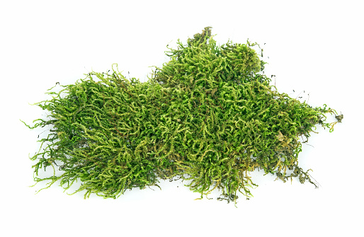 moss, Green moss  isolated on  white background