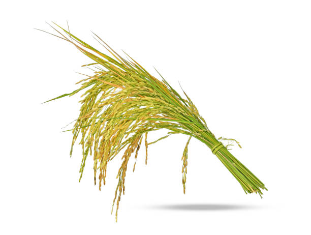 istock Ear of rice on white background 1170425273