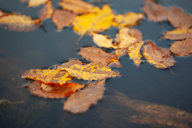 istock beautiful color  leafs on lake 1170430203
