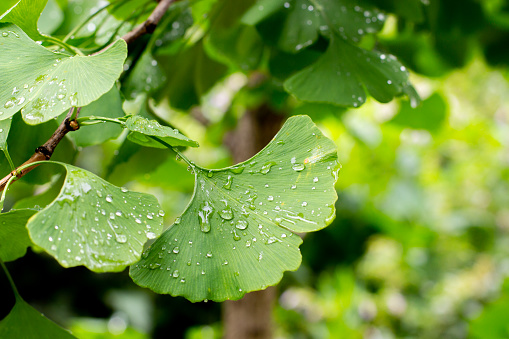 Ginkgo biloba leaf, ginko tree foliage with raindrops in nature, close-up