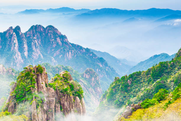 Landscape of Huangshan Landscape of Huangshan (Yellow Mountains). Located near White Goose Peak (White Goose Ridge Station), Huangshan, Anhui, China. pinus hwangshanensis stock pictures, royalty-free photos & images