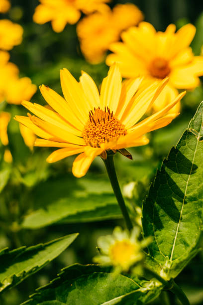 istock Yellow doronicum flowers background 1170435892