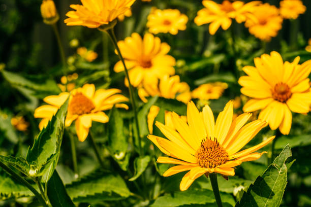 istock Yellow doronicum flowers background 1170435928