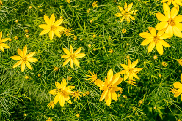istock Yellow garden flowers background 1170435934