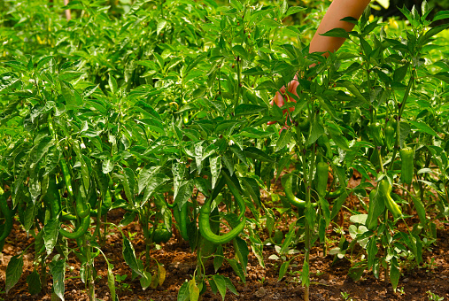 Girl hand picks up  green pepper ( charleston pepper ) in a garden. Selective focus.