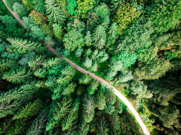 Color image depicting an aerial shot, taken by drone, of a birds eye view of a dirt road winding through a lush green fur tree forest in mountainous wilderness. Room for copy space.