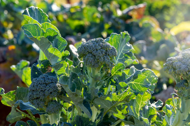 Organic Broccoli Organic Broccoli Growing On Organic Farm broccoli plant garden stock pictures, royalty-free photos & images