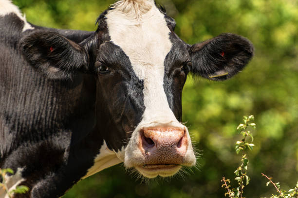 istock Curious white and black dairy cow looking at camera 1170438415