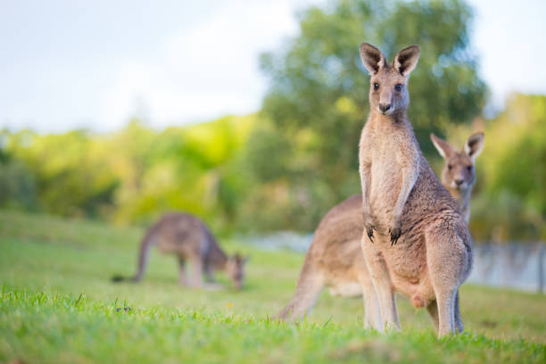 Australian Eastern Grey Kangaroo stock photo