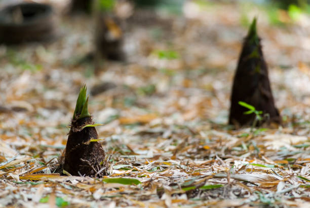 tiros de bambu - bamboo shoot - fotografias e filmes do acervo