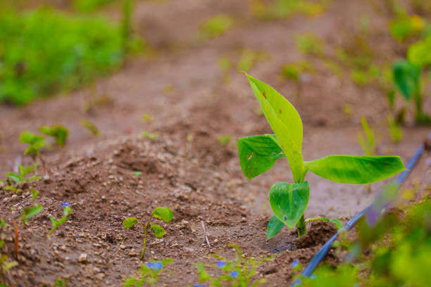 istock small Banana plant in India 1170441321