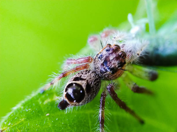 istock Wild Nature - Macro Photography 1170442701