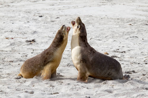 istock Australian Sea Lion 1170442724
