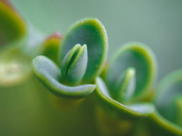 Macro photography, a plants in nature