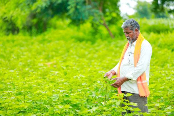 istock young indian farmer at cotton field , India 1170443671