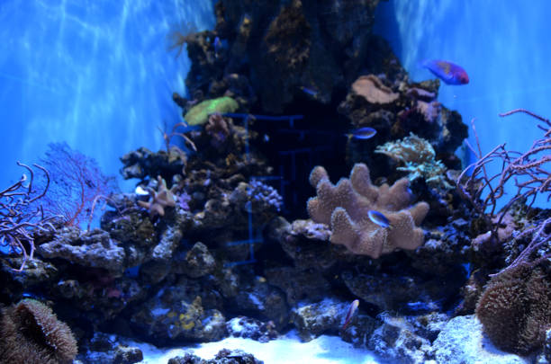 istock Stone fish and corals on the seabed. 1170444271