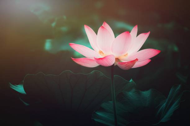 летний цветущий лотос - lotus single flower lily water lily стоковые фото и изображения