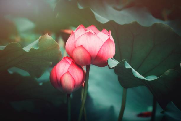 loto estivo in fiore - lotus single flower water lily water foto e immagini stock