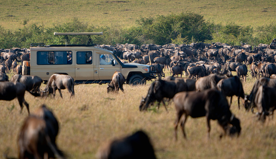 Great Wildebeest Migration with Safari Vehicle and Tourists