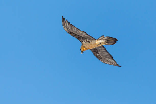 istock isolated bearded vulture (gypaetus barbatus) in search flight 1170445392