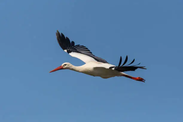 close-up isolated flying white stork (ciconia ciconia) in blue sky, spread wings