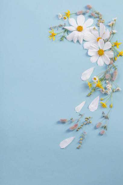 istock white flowers on paper background 1170445540
