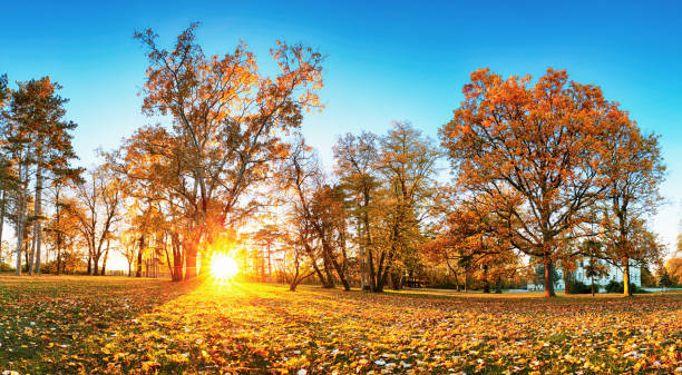 istock Autumn forest panorama in park 1170446297