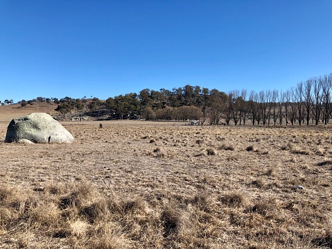 Horizontal landscape image of a dry grass pasture with a large grey granite boulder and shrubs, eucalyptus trees and a line of trees in the distance under a cloudless blue sky in a drought area in country NSW Australia