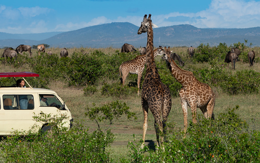 Masai Mara, Kenya, August 3, 2019: Tourists in an all-terrain vehicle exploring the African savannah on safari game drive