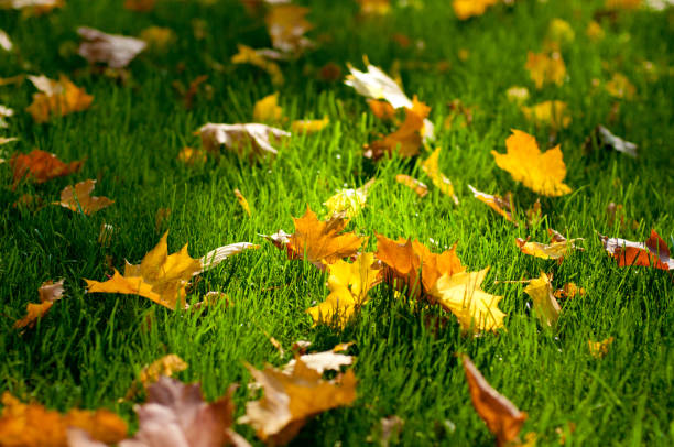 istock Colorful autumn maple leaves on green grass background 1170447620