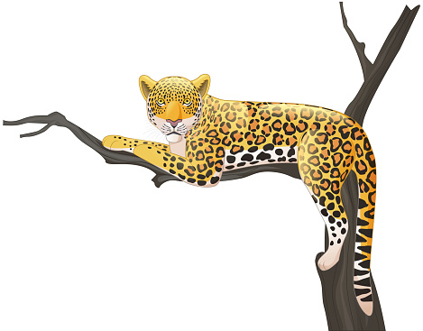 Vector illustration of Cartoon leopard lying on a tree branch