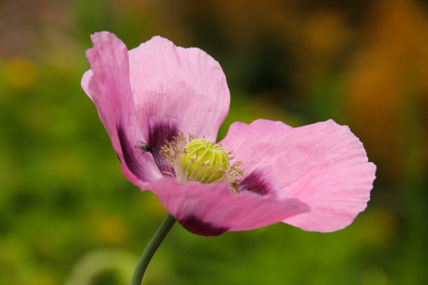 pink oriental poppy (papaver orientale) - oriental poppy poppy close up purple imagens e fotografias de stock