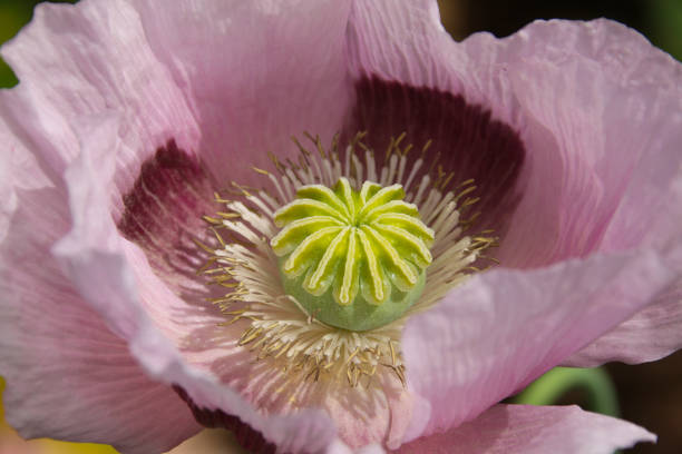 pink oriental poppy (papaver orientale) - oriental poppy poppy close up purple imagens e fotografias de stock