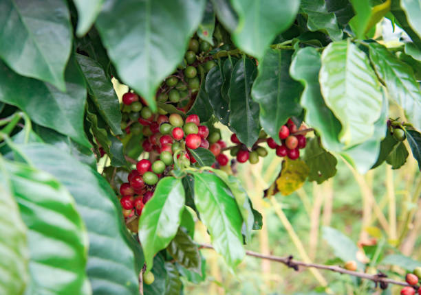 istock Arabicas Coffee bean Tree on Coffee tree at Doi Chaang in Thailand, Coffee bean Single origin words class specialty.vintage nature background, 1170449087