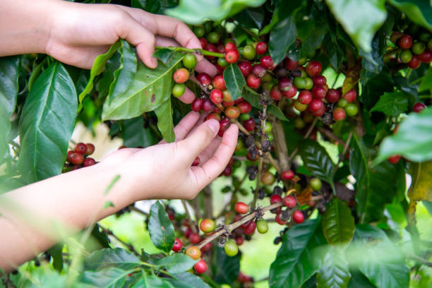 istock Arabicas Coffee bean Tree on Coffee tree at Doi Chaang in Thailand, Coffee bean Single origin words class specialty.vintage nature background, 1170449090