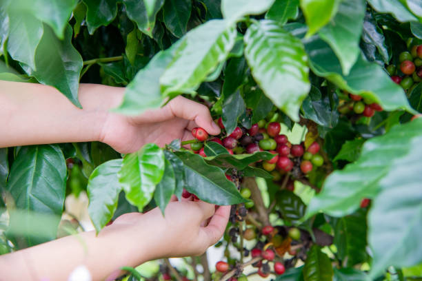istock Arabicas Coffee bean Tree on Coffee tree at Doi Chaang in Thailand, Coffee bean Single origin words class specialty.vintage nature background, 1170449096
