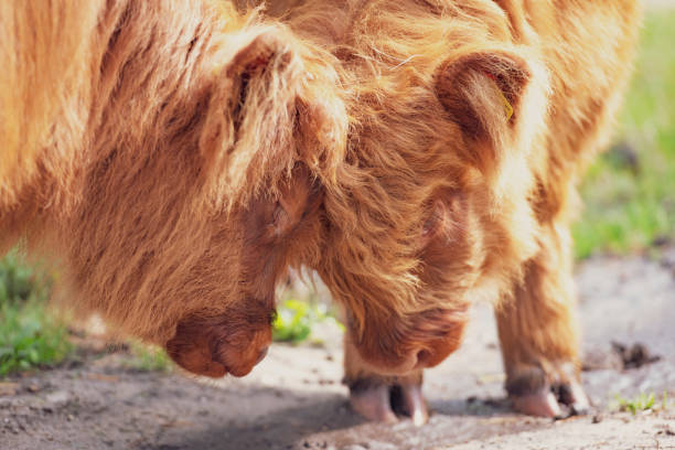 Scottish Highland cattle calf in the Veluwe nature reserve in Gelderland during a beautiful summer day.