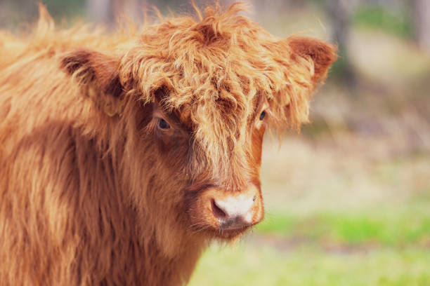 istock Scottish Highland cattle calf in a nature reserve 1170449747