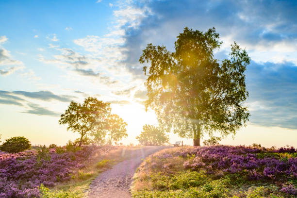 istock Blooming Heather plants in Heathland landscape during sunrise in summer 1170450507