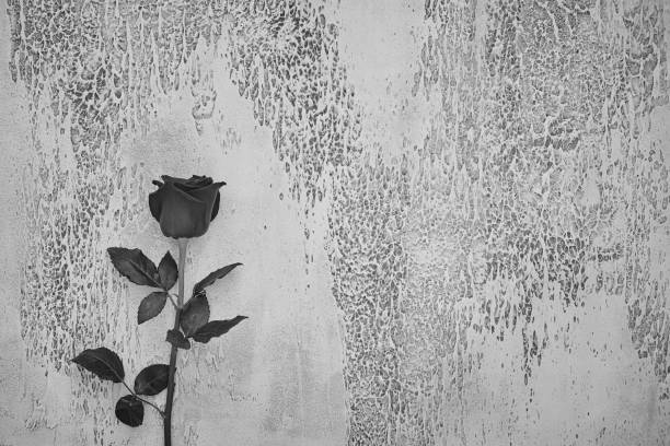 istock Red roses on a light textured background. Place for text, top view 1170450521