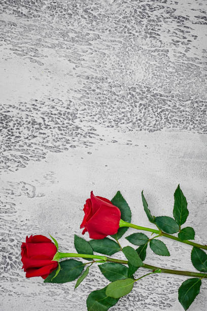 istock Red roses on a light textured background. Place for text, top view 1170450523